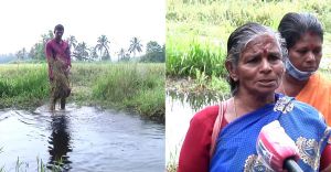 കണ്ണീരിന്റെ വിഷുക്കാലം; മുരിയമംഗലത്ത് മഴയിൽ നശിച്ചത് ഏക്കർ കണക്കിന് കൃഷി 